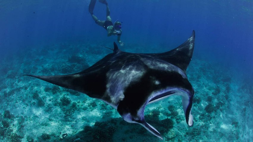 Скат Манта