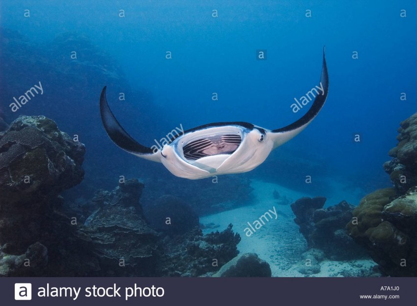 Манты рыбки