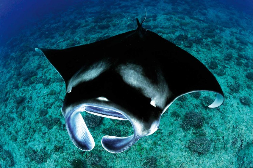 Скат Манта морской дьявол