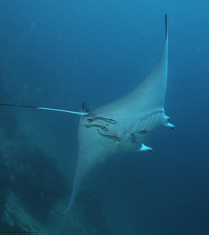 Скат Монтана