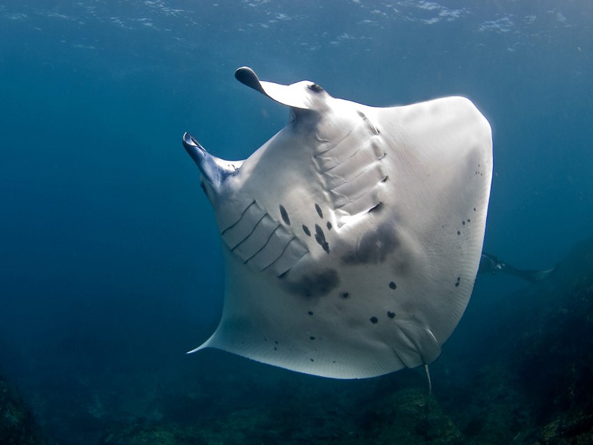 Скат Рогач Манта