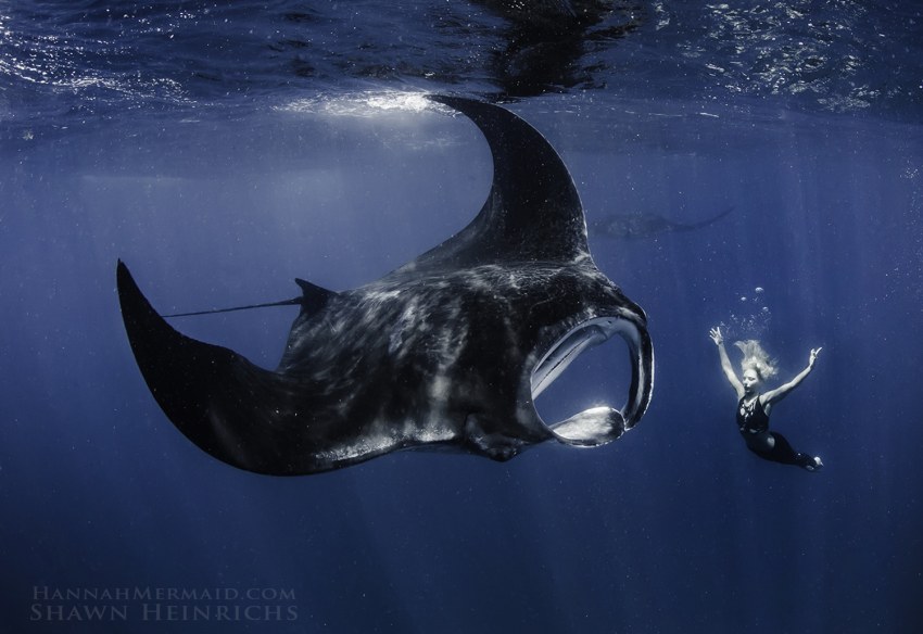 Манта Альфред