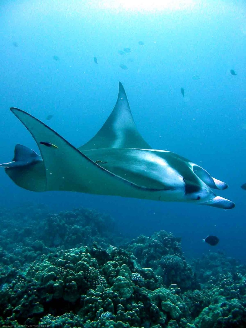 Скат Манта морской дьявол