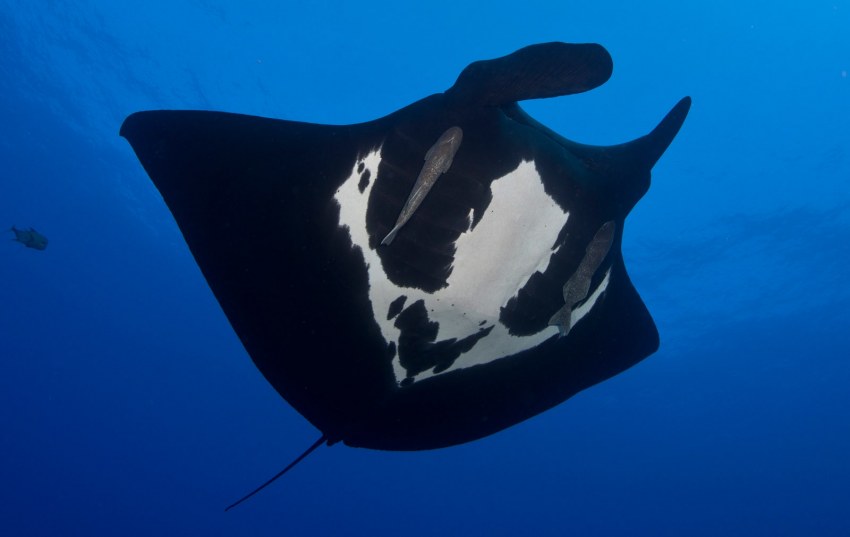 Манта Альфред