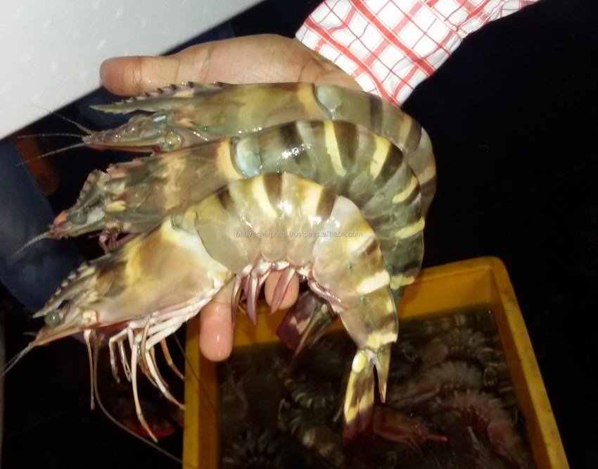 Тигровая креветка Pandalus Borealis