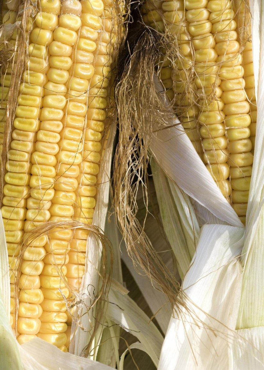 Кукуруза из дерева