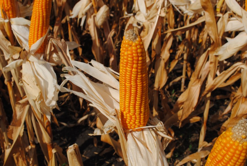 Земляничная кукуруза