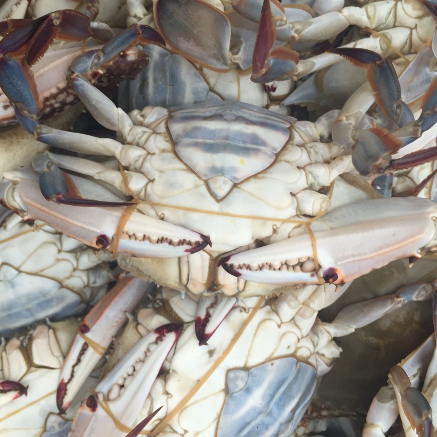 Краб Стригун волосатик