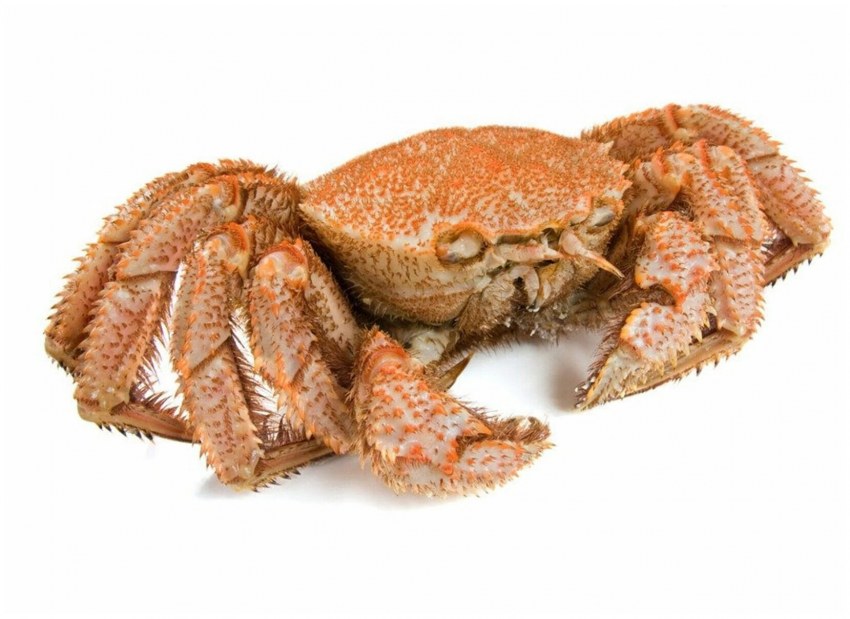 Королевский краб