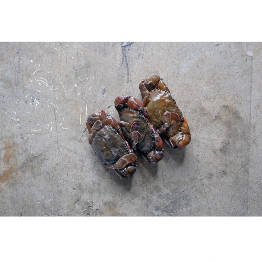 Клешни Камчатского краба