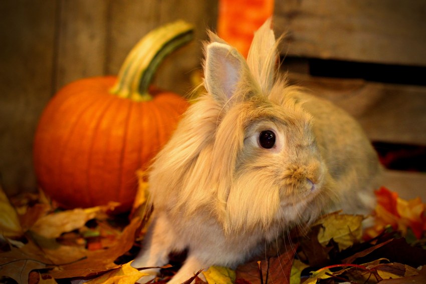 Львиноголовый декоративный кролик