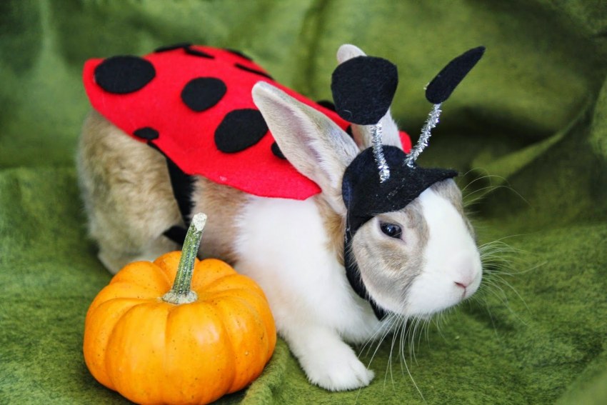 Заяц с большой морковкой