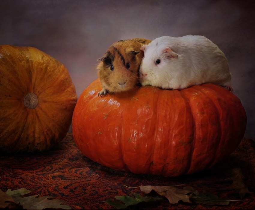 Морские свинки