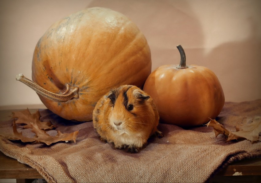 Морская Свинка осень