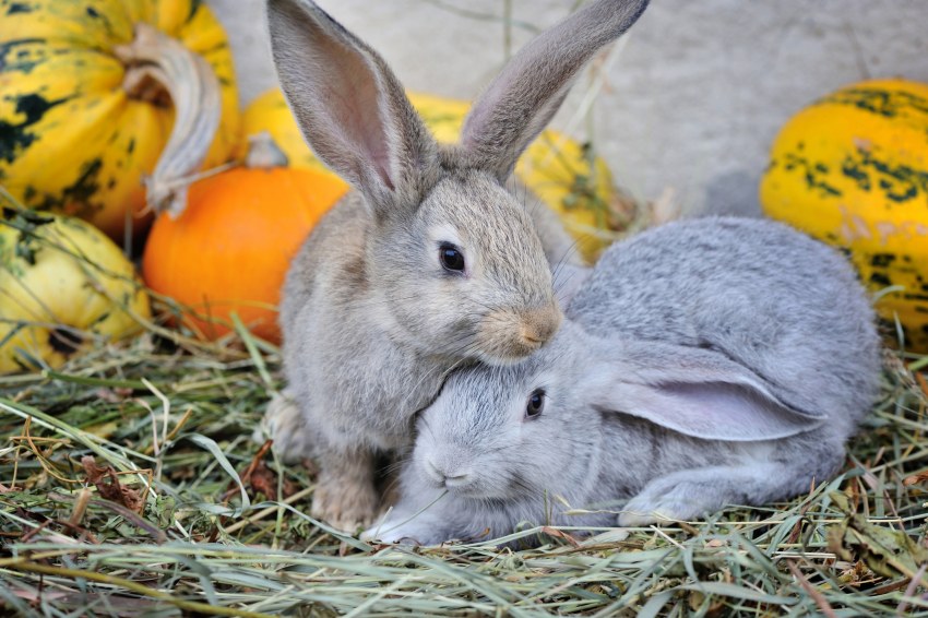 Заяц осенью