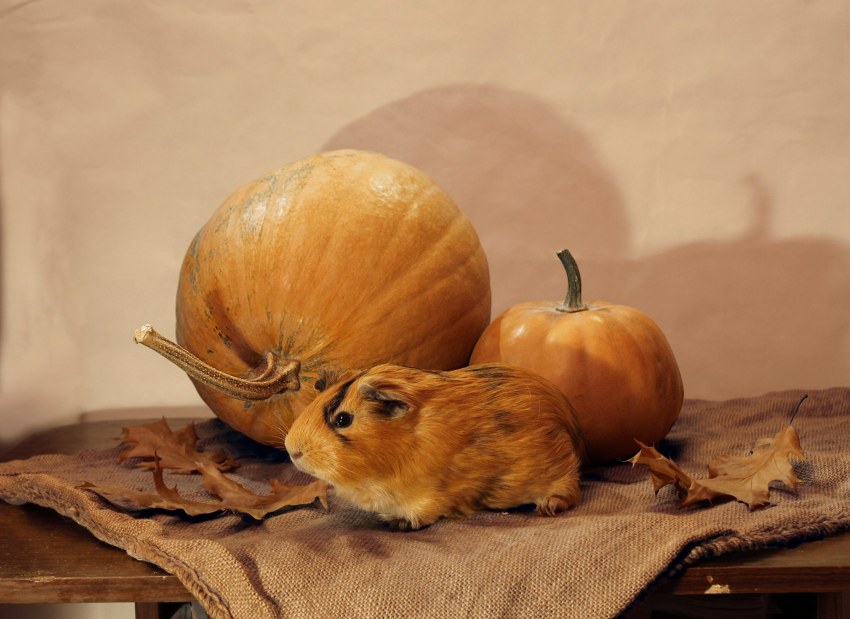 Заяц в цветах