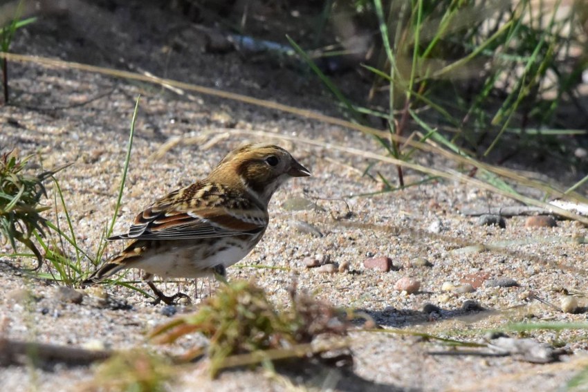 Артизанский хлеб