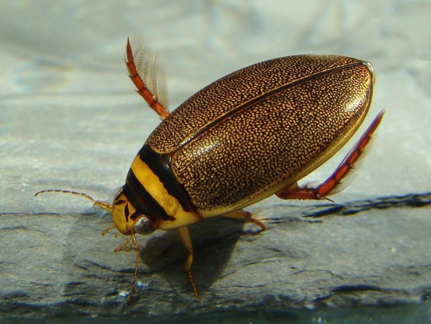 Хлеб из Восточки