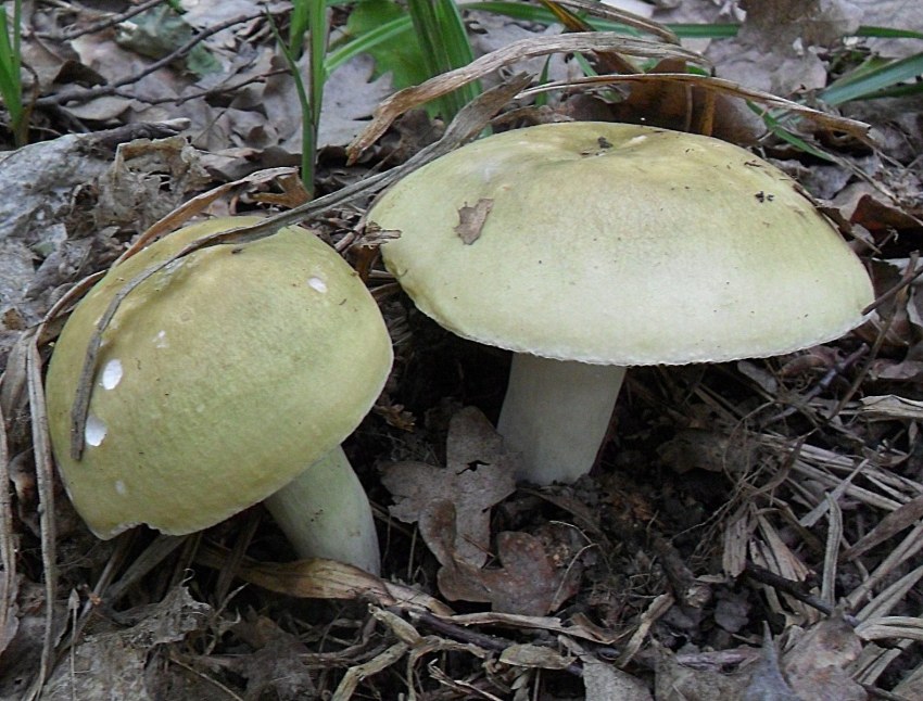 Малосольные грибы грузди