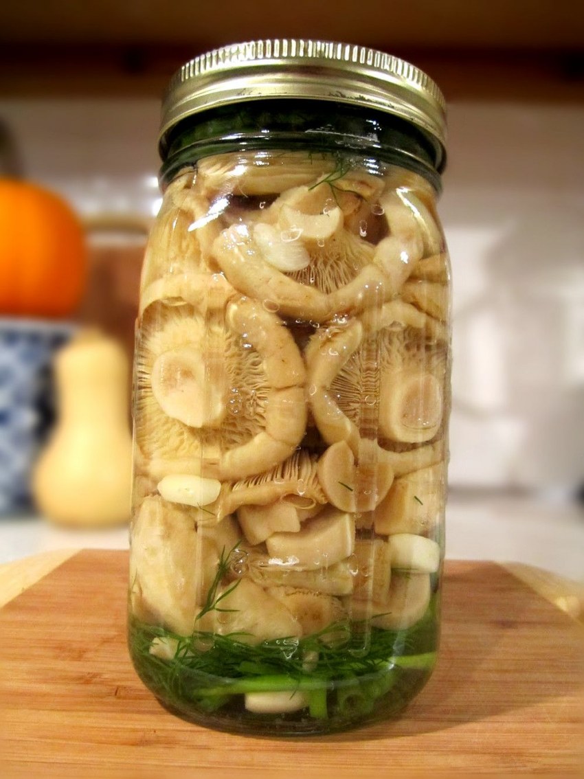 Вешенки грибы Мариновка