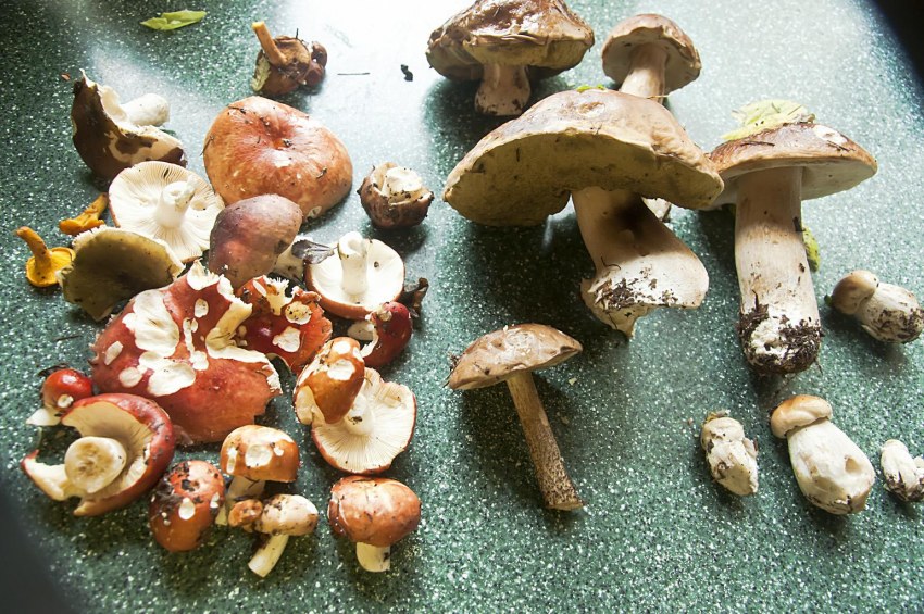 Сыроежка зелёная (Russula aeruginea).