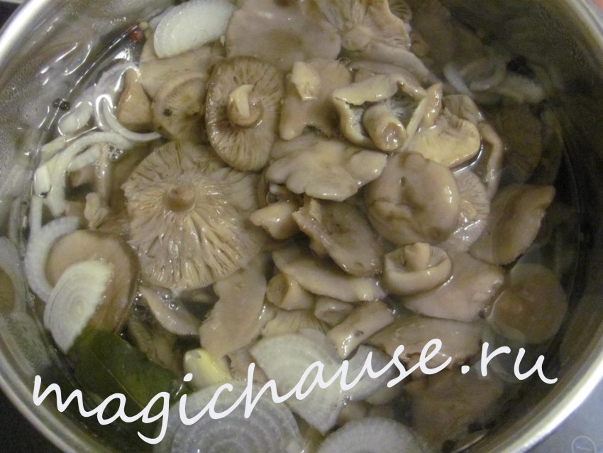 Грибы трюфели сыроежки