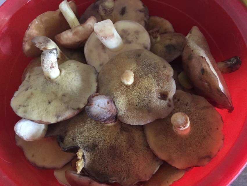 Сыроежки маринованные