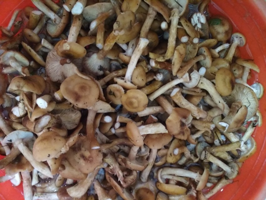 Несъедобные грибы Мурманской области