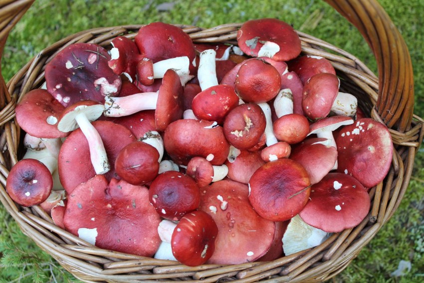 Сыроежки грибы вареные