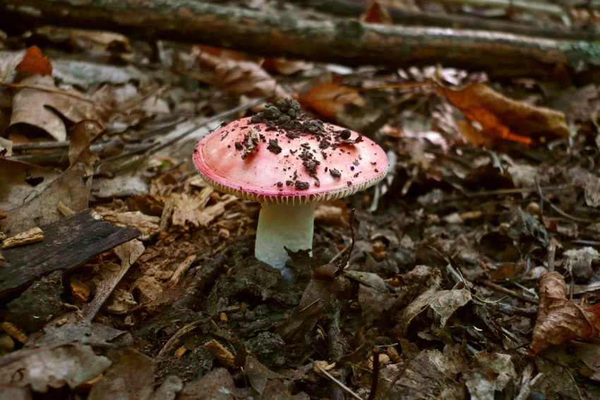 Сыроежка хитин