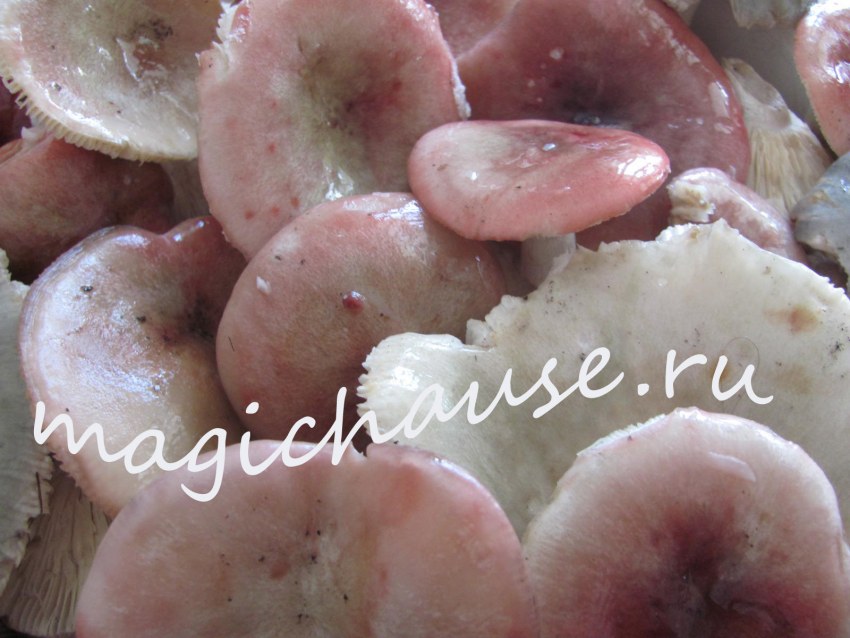 Грибы рыжики маринованные