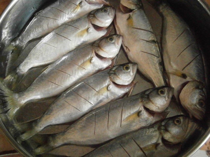 Чернокоп рыба Болгария