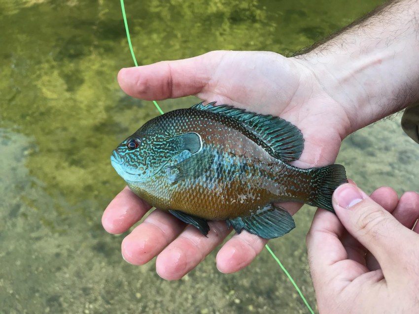 Баклажаны запеченные в духовке