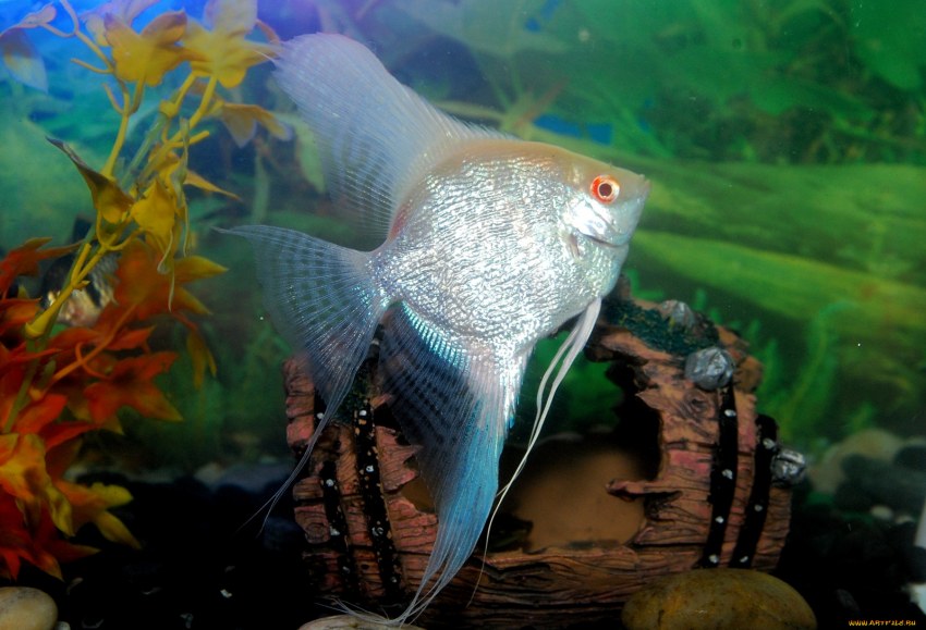 Скалярия платиновая