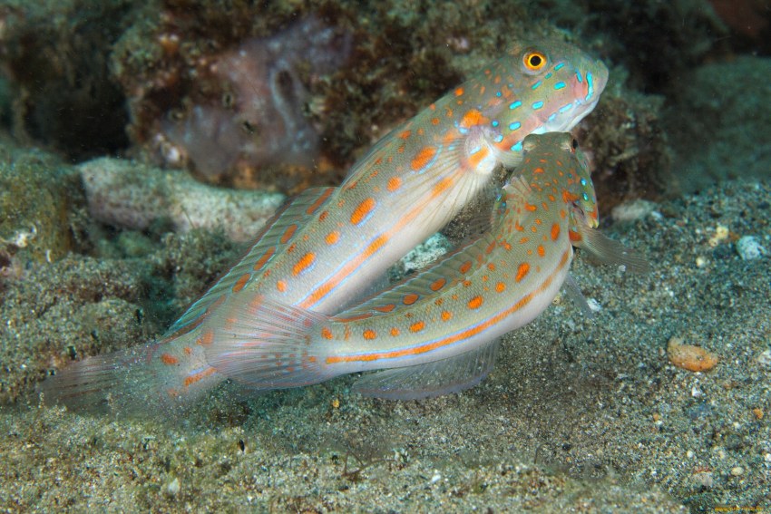 Банкетный блюда из форели