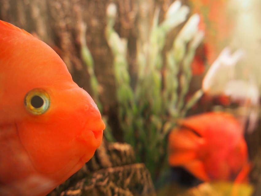 Скалярия аквариумная