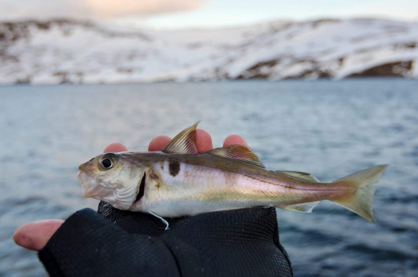 Блюда с рыбой малосольной
