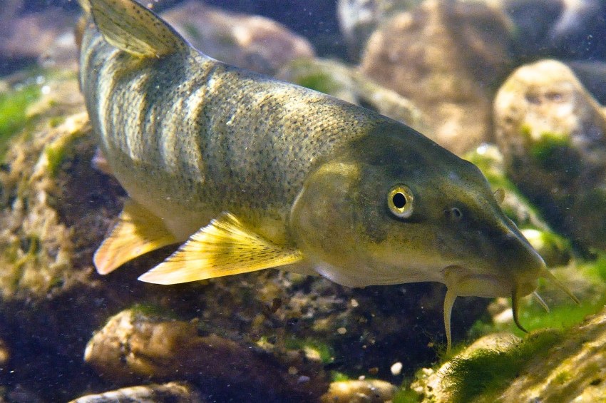 Рыба с помидором и перцем