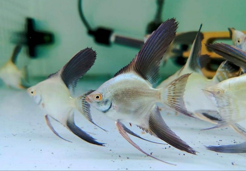 Скумбрия фаршированная овощами