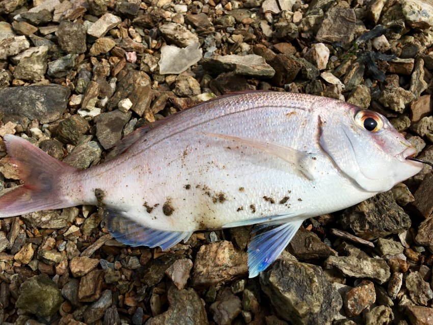 Скалярия Параиба черный Фантом