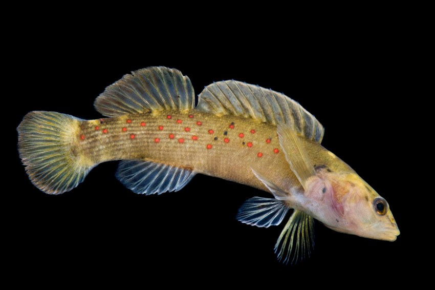 Крупные морские рыбы