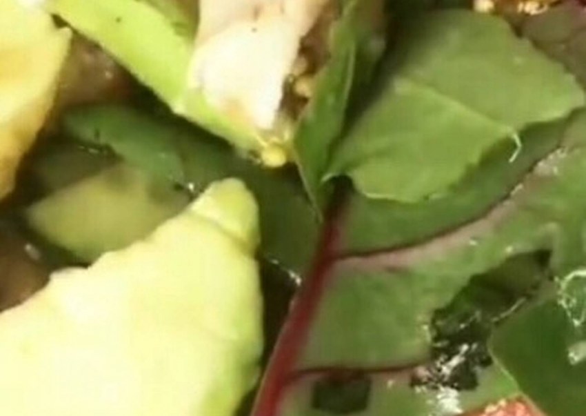 Лазерсон кабачки