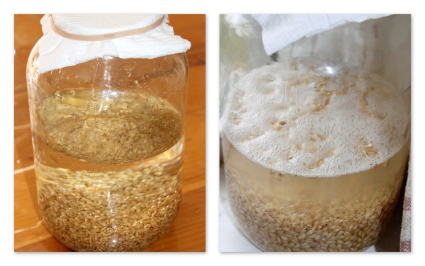 Ячменная закваска