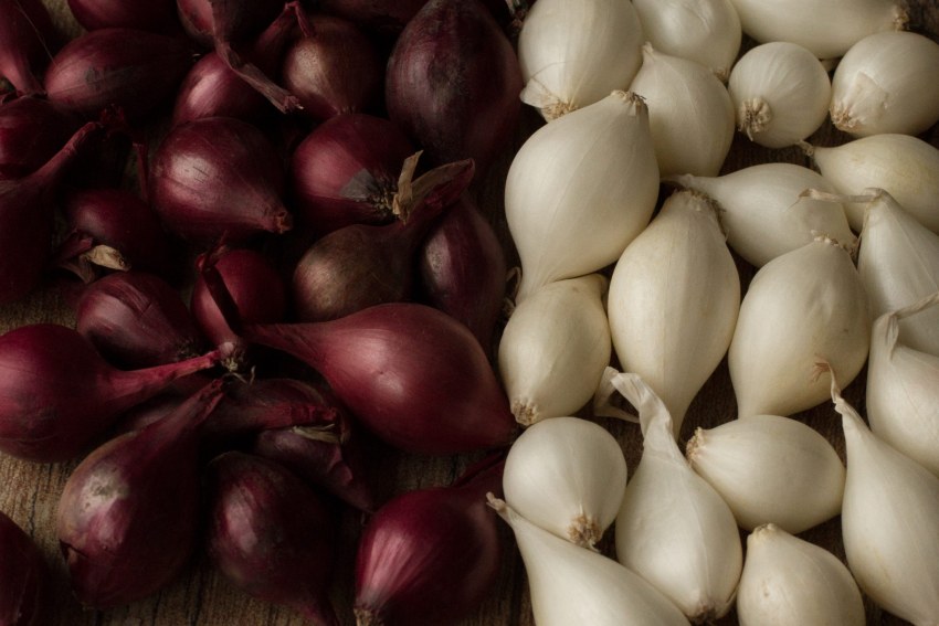 Лук севок Маас 01