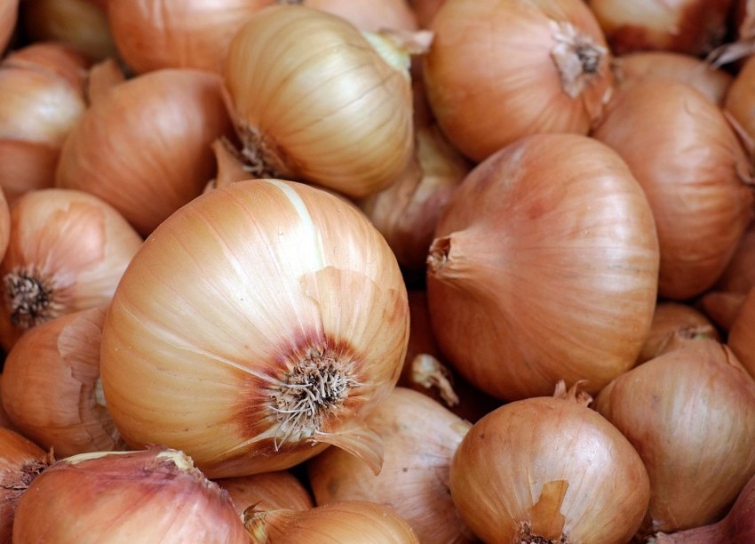 Калибр лука репчатого