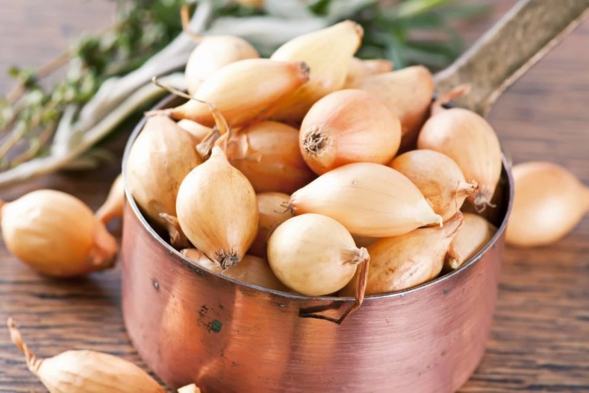 Севок Бамбергер