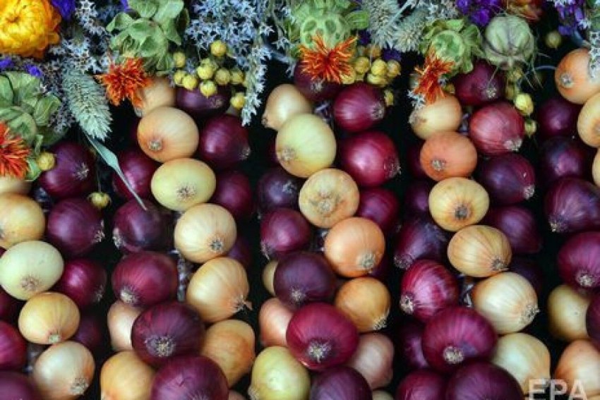 Лука разноцветная