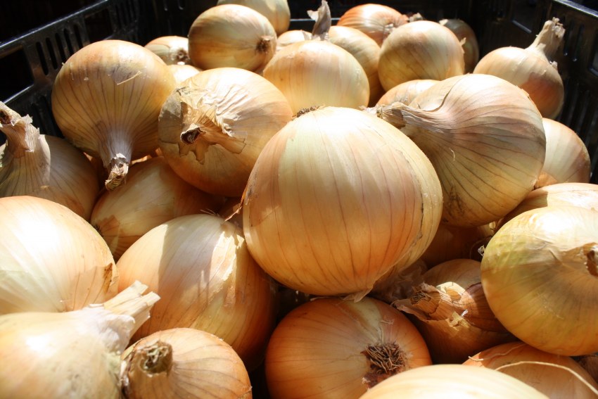 СЕДЕК лук репчатый фермер