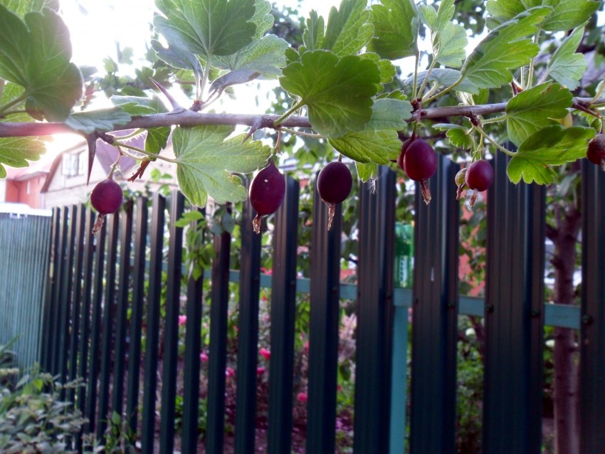 Крыжовник звездочёт