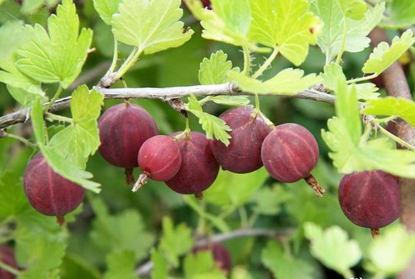 Чатни из крыжовника и яблок